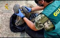 Investigados por maltrato animal con 112 galápagos en «condiciones deplorables»