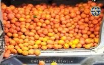 Mandarinas robadas en una finca recuperadas por la Policía Local de Sevilla .