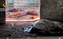 Investigado por maltrato animal al tener 31 caballos muertos en una granja