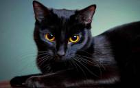 13 mitos sobre los gatos que no debes dar por ciertos