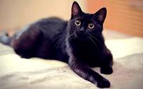Cosas que, seguramente, desconocías sobre gatos negros