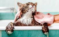 ¿Es buena idea dar un baño a tu gato?