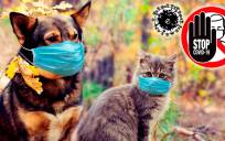 Perros, gatos y mascotas: ¿Hay una vacuna contra el coronavirus para ellos?
