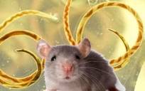 Peligro para la salud: detectado en España el parásito de la rata que afecta a humanos