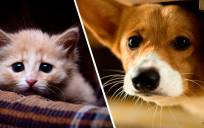 ¡Malditos petardos!: lo insoportable para nuestras mascotas
