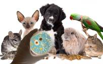 Vida sana, mascota sana: enfermedades que pueden transmitir las mascotas