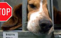 Maltrato animal: un experimento en Madrid quiera asesinar a 32 perros de raza ‘Beagle’