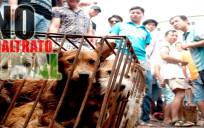 Crueldad contra los animales en China