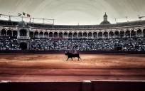 El toro volverá a salir en la plaza de la Maestranza en sólo cuatro días. Foto: Rubén Melero