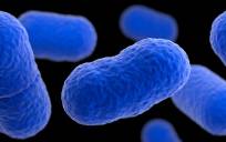 Imagen de la bacteria listeria monocytogenes. / El Correo