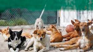 Los refugios y asociaciones de animales hacen una labor excelente con perros y gatos