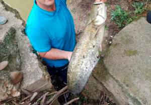 Piden la erradicación del ‘pez superdepredador’ de 100 kilos del Guadalquivir