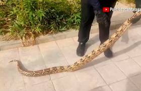 Capturan una boa constrictor de 2,30 metros en Málaga