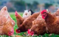 Detectados cinco nuevos focos de gripe aviar en Sevilla