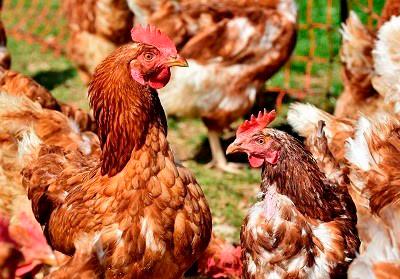 Salud cierra una empresa de preparados de pollos en Alcalá del Río 