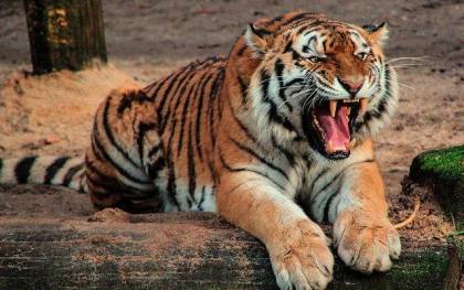 Imagen de un tigre. / Pixabay