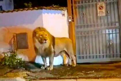 Un león se escapó de un circo cerca de Roma y puso en alerta a la ciudad