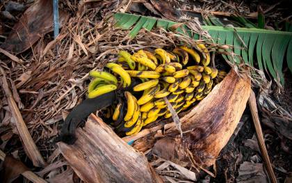 Plátanos cubiertos de ceniza en una finca de Fuencaliente, a 9 de noviembre de 2021, en La PalmaKike Rincón / Europa Press