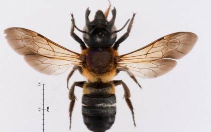 Una abeja gigante se expande por Europa a velocidad de vértigo