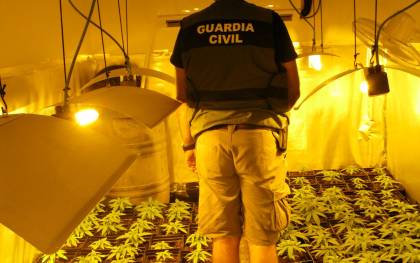Imagen de las plantas de marihuana encontradas en Utrera. / Guardia Civil