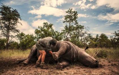 Cuerpo sin vida de un rinoceronte abatido por cazadores furtivos. / EFE
