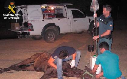 Muere una mula atada a un árbol sin agua ni comida en Almonte 