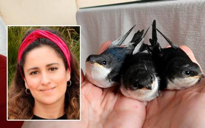 Elena Moreno y aviones comunes rescatados tras la destrucción de sus nidos. / El Correo