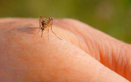 Un mosquito en una mano. / Freepik