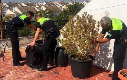 Agentes de la Policía de Tomares en la terraza con los macetones de marihuana. / El Correo