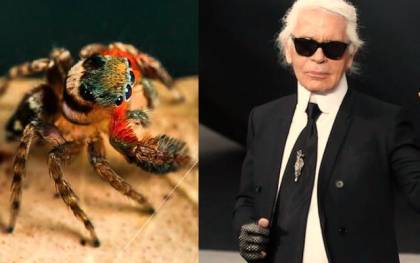 Descubren una nueva especie de araña y la bautizan como Karl Lagerfeld