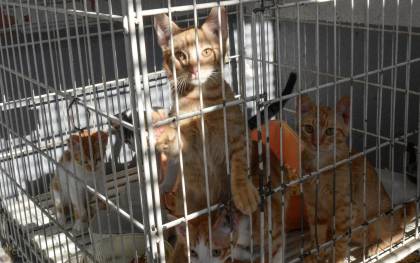 Zoosanitario (I): Campo de concentración para gatos