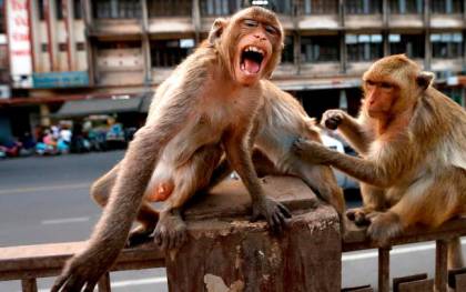 ‘12 monos’ roban pruebas de la Covid-19. La película