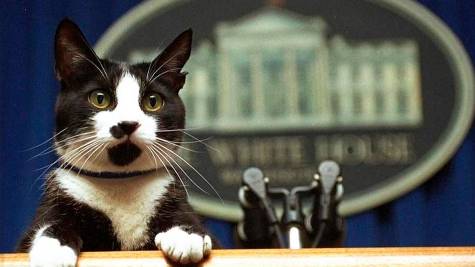 Los gatos de la Casa Blanca: La historia felina de los presidentes de Estados Unidos