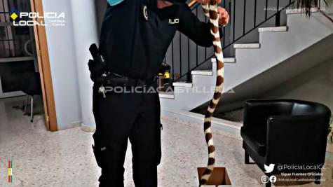 Una serpiente de dos metros se cuela en un edificio de Castilleja