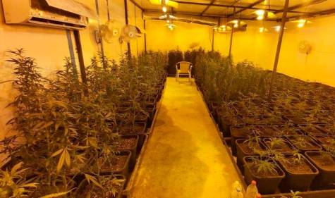 Cultivaban esquejes de marihuana en Dos Hermanas para venderlos a traficantes