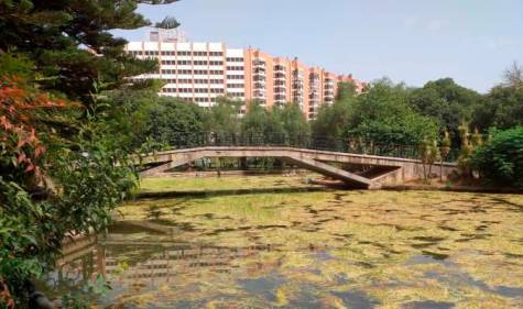 Eliminan la vegetación invasiva del estanque del Parque de Los Príncipes