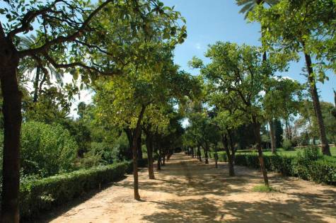 El Partido Popular denuncia el arboricidio de naranjos centenarios de los Jardines de las Delicias