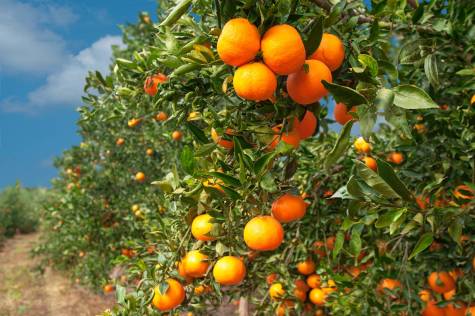 Estos son los beneficios de consumir ‘Naranja andaluza’