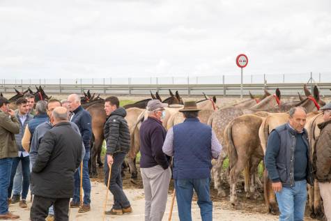 La Feria Agroganadera de Los Palacios se salda con la venta de 2.000 equinos, a pesar de la lluvia