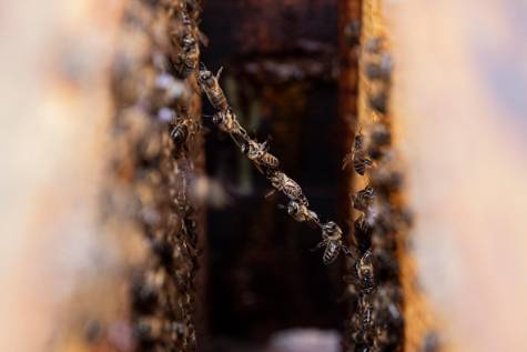 Arranca un proyecto para «repoblar» España con 47 millones de abejas
