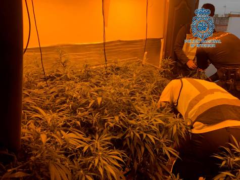 Intervenido un cultivo de 350 plantas de marihuana en Dos Hermanas