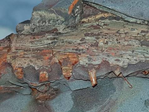 Encuentran fósiles de tiburones de 300 millones de años en una mina de Ciudad Real