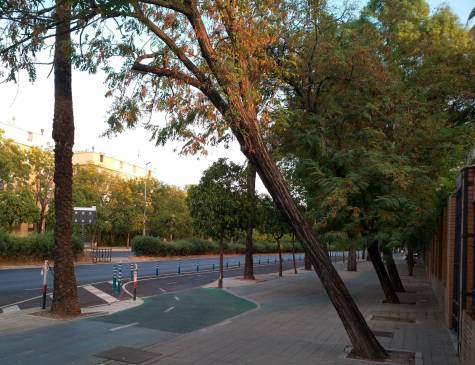 Más chapuza sobre un eucalipto en Sevilla