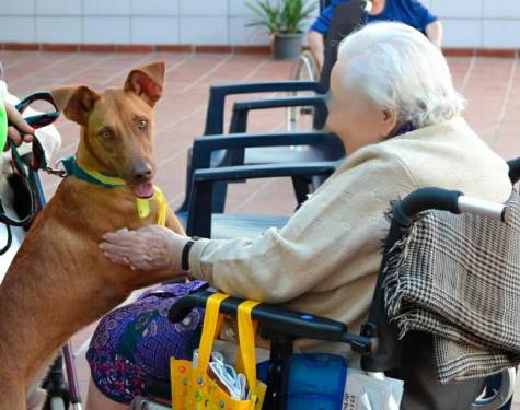 Terapias caninas para personas con diversidad funcional