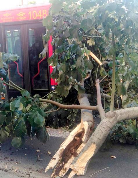 Susto tras caer un gran árbol en la Ronda Histórica de Sevilla