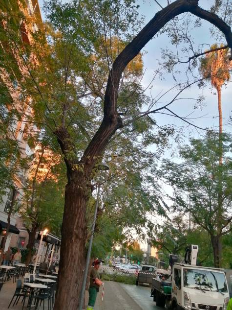Un árbol se desploma en la avenida de Eduardo Dato