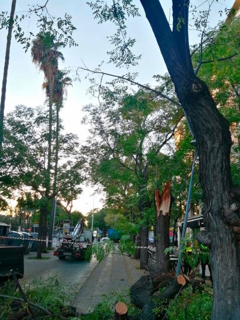 Un árbol se desploma en la avenida de Eduardo Dato