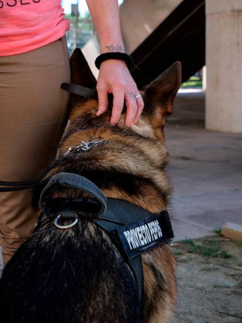 ‘Pepos’ y violencia de género: perros adiestrados que podrían salvar la vida de una mujer