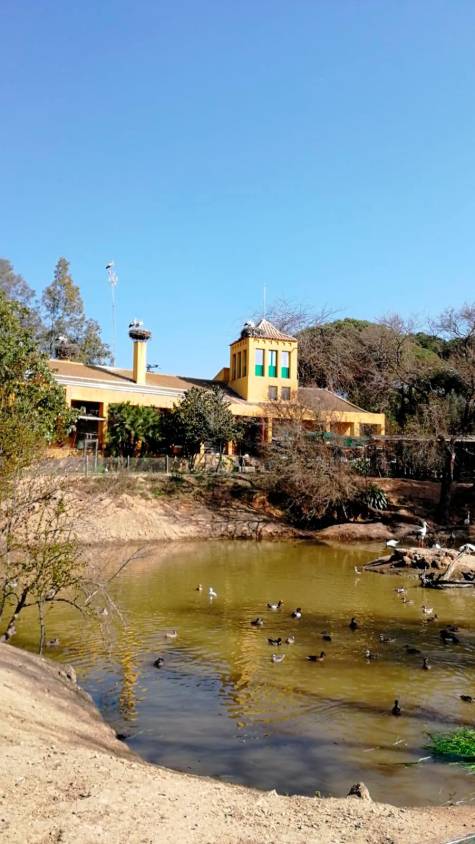 El Ayuntamiento retira 140 gansos del superpoblado Parque del Tamarguillo