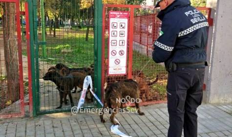 Buscan al autor del abandono de 18 perros en el interior de un parque infantil